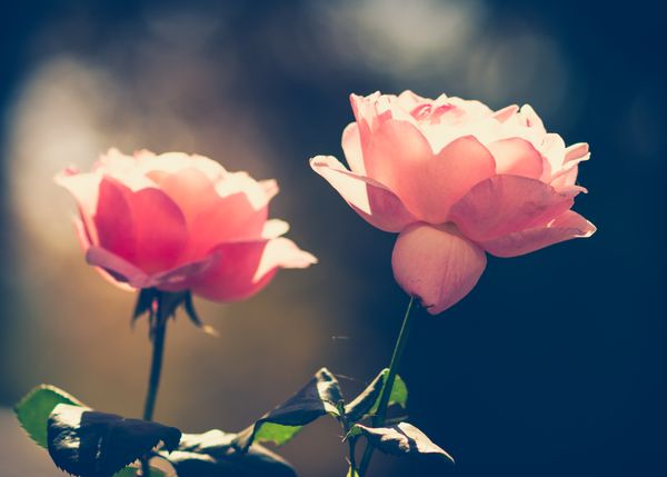 Vintage rose