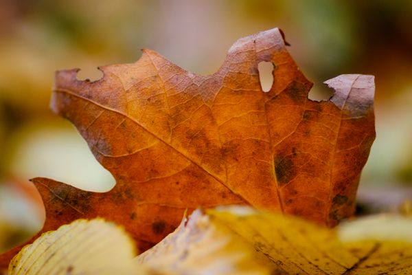 On the forest floor