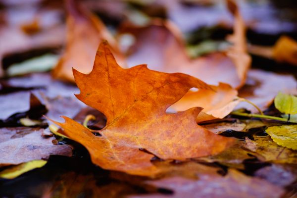 Autumn leaf