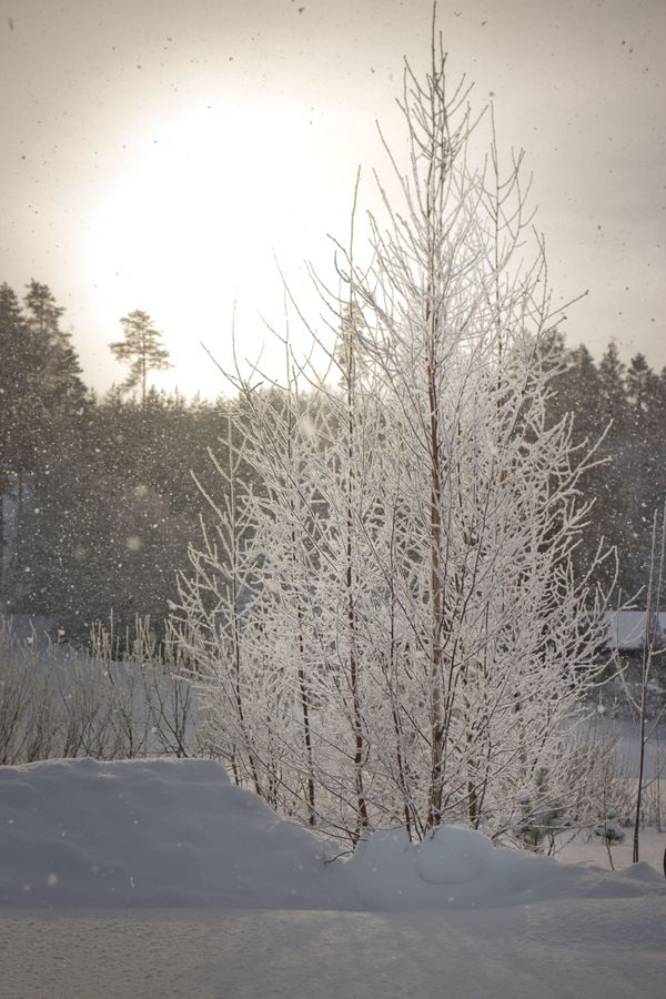 Snow snap