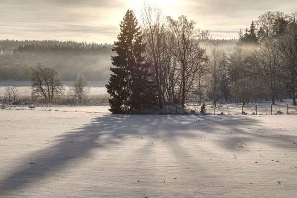 Three different trees