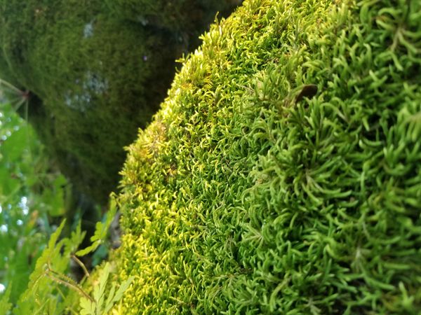 Mossy Patch