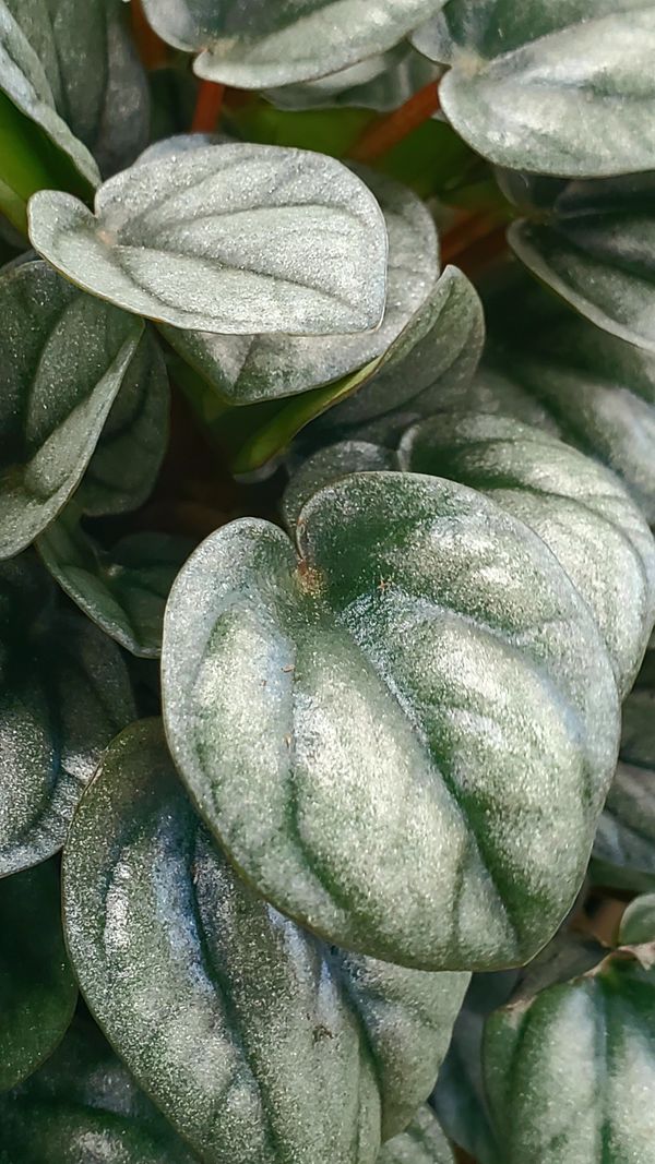Silver Frost Peperomia 