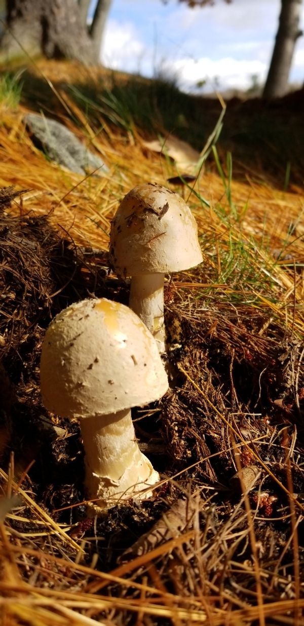 Fungi Duo
