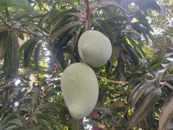 Mangoes and Leaves