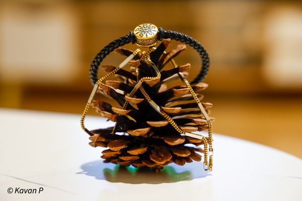 Pine cone collection 