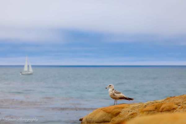Seagull and boat 