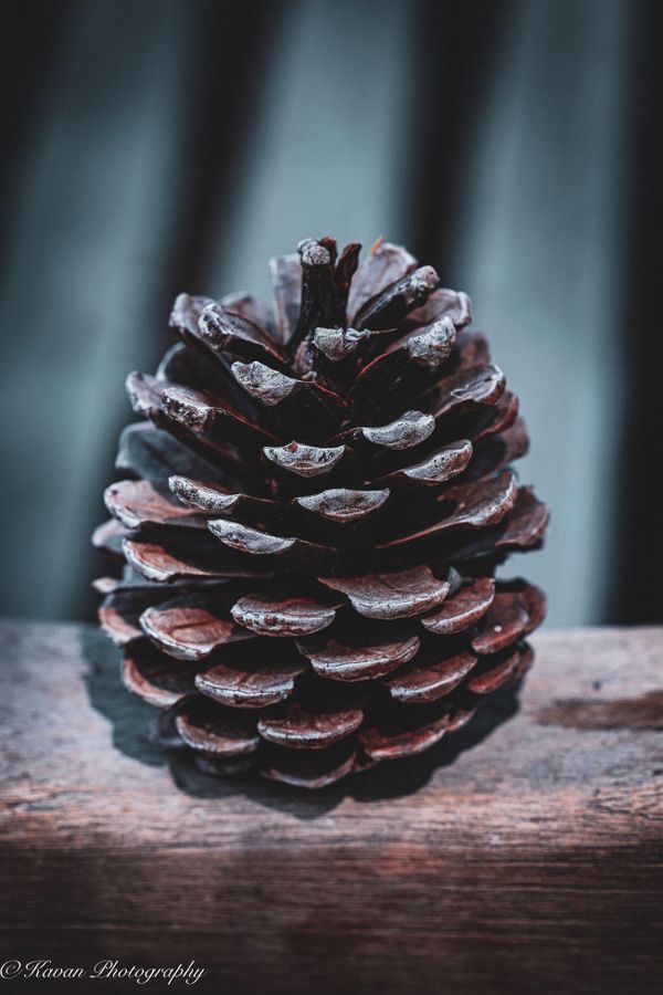 Pine cone collection 