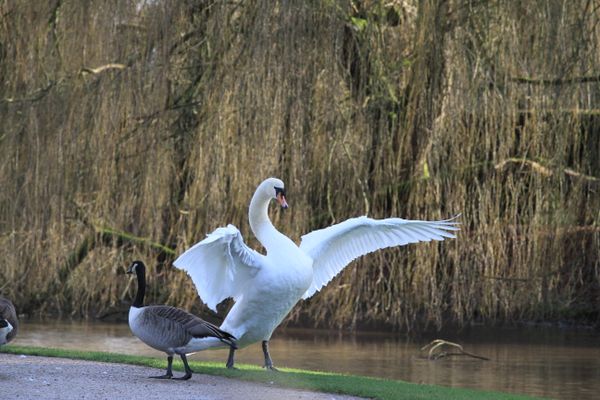 Swan at Coombe Abbey in England