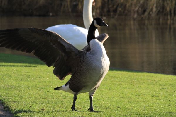 Goose Showing off