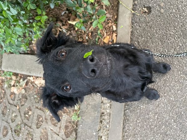 PUPPY AND A LEAF