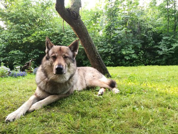 Wolf dog