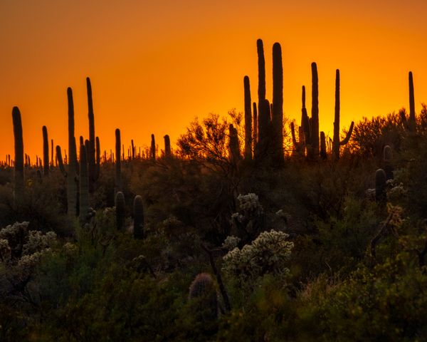 Cactus trees