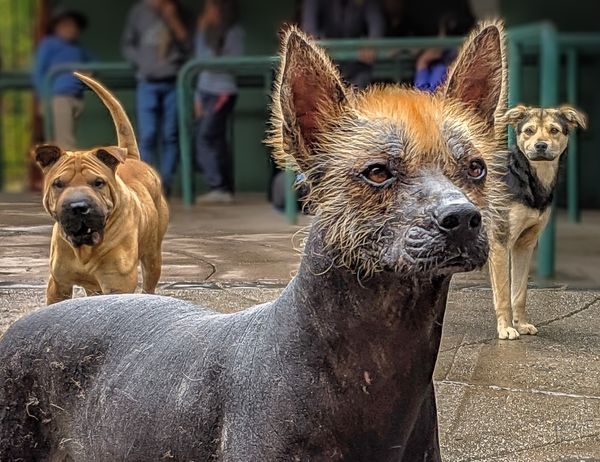 Dogs
