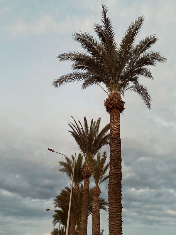 Palm alley