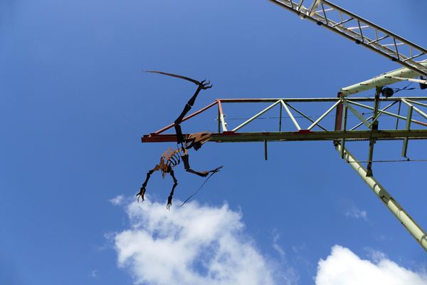Freefallorus