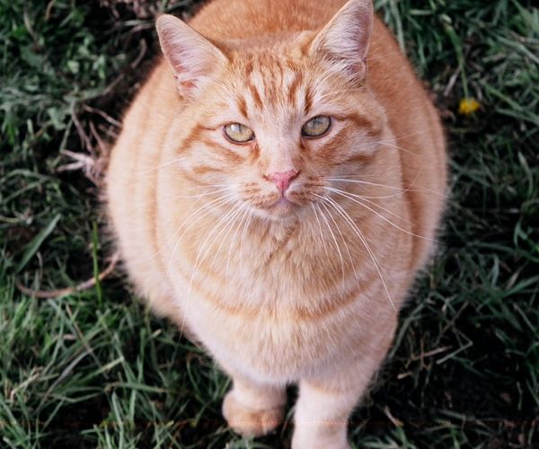 Max