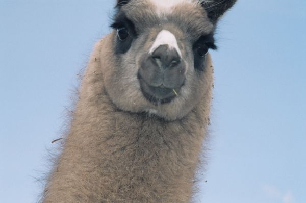 Cria
