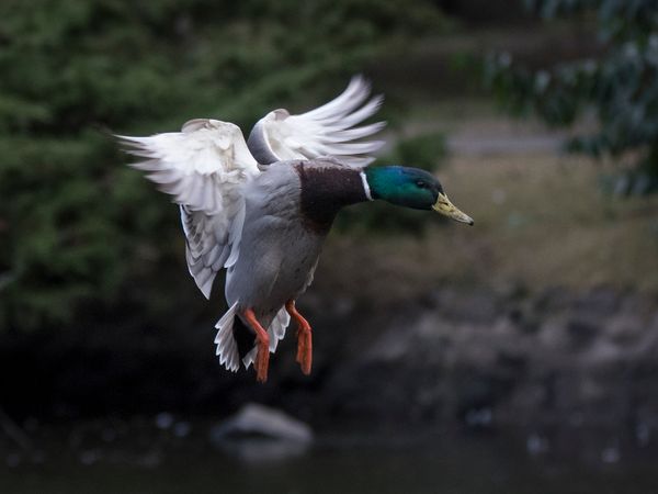 Male Mallard Duck In Flight