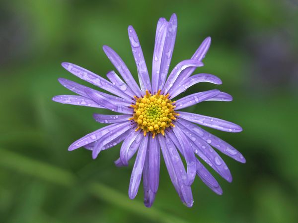 Purple Aster