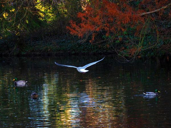 Seagull gliding over the pond
