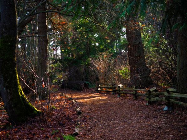 A path in the park