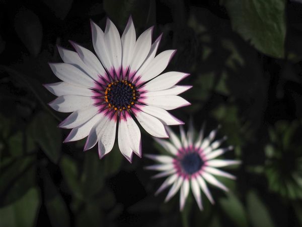 White Osteospermum Flower