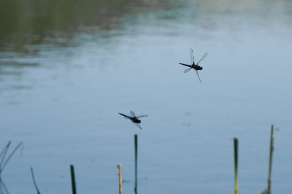 Biodrone_2