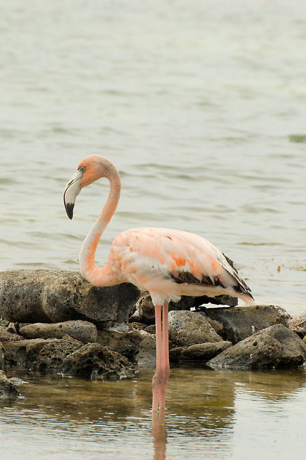Bonaire