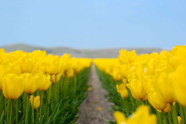Bulb_field_1