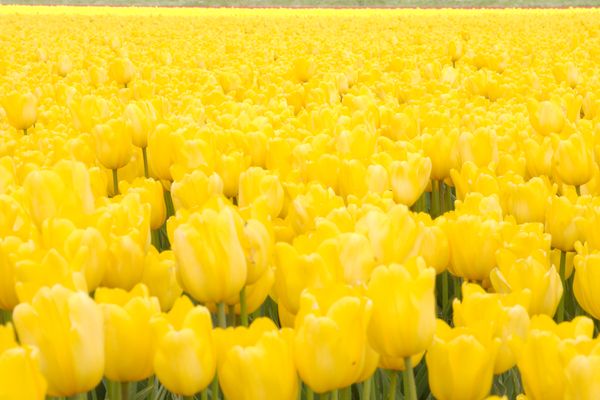 Bulb_field_2