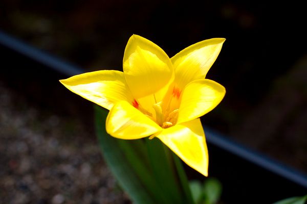 Tulip