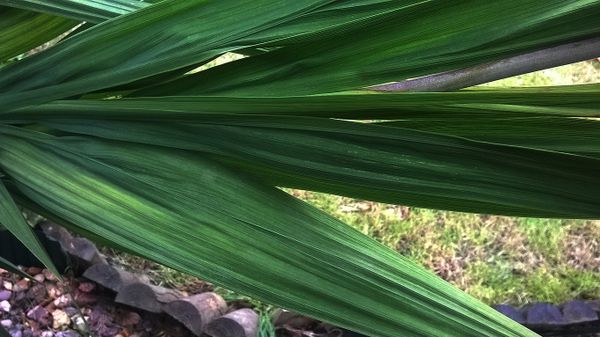 Natures texture