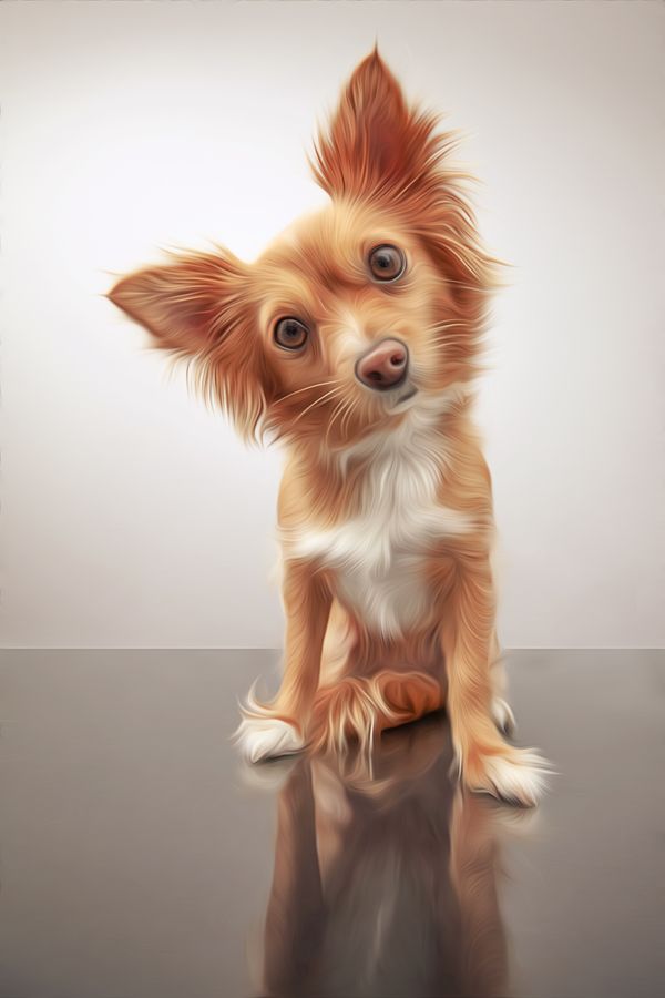 Pet portraits