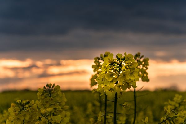 Blooming rapeseed