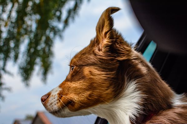 Aussie on Window