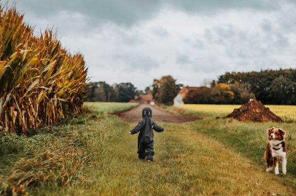 Little boy on the Cornfield