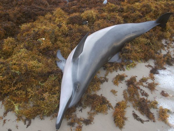 Stranded Spinner Dolphin