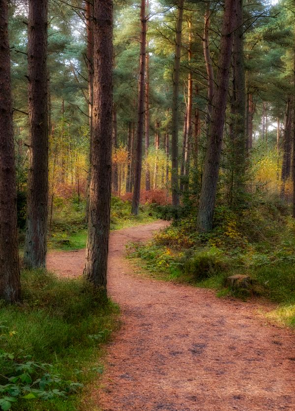 Following the red squirrels path