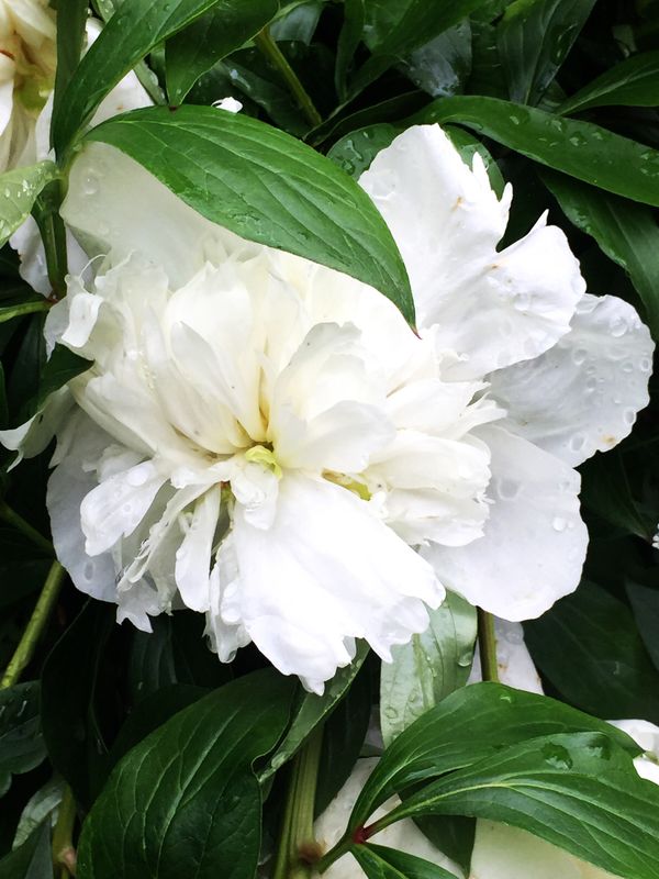 After the Rain