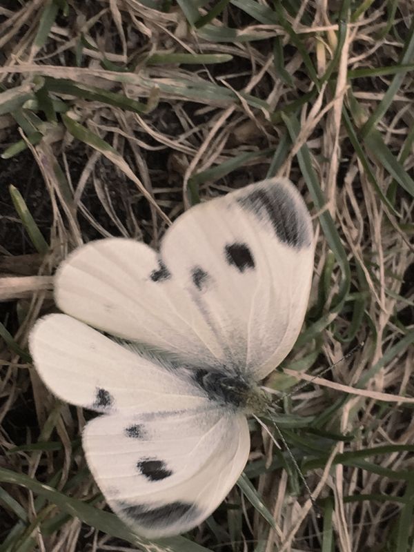 Madame Butterfly