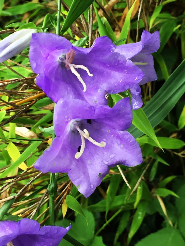 Purple Rain