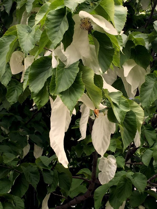 White flowers