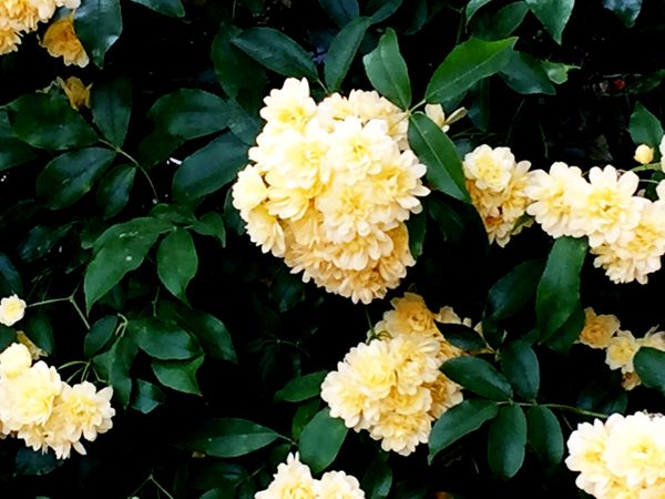 Yellow flowers