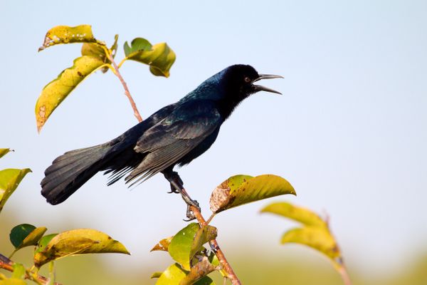 Black bird calling