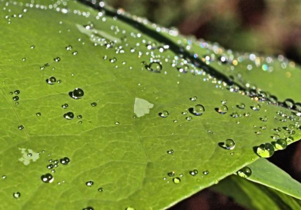 Drops on a leaf