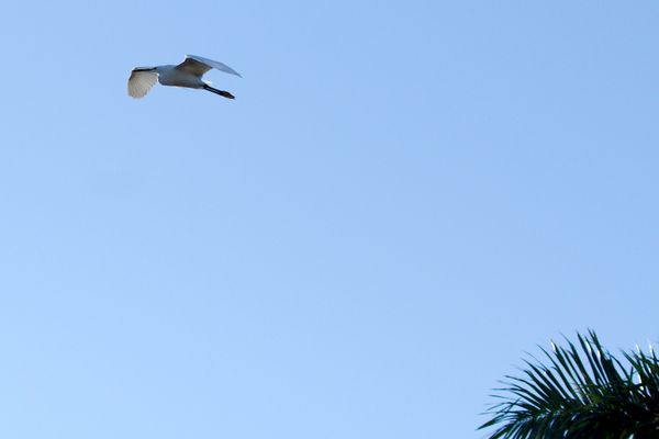 Egret in flight 2