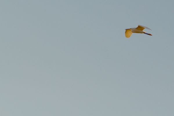 Egret in flight 3