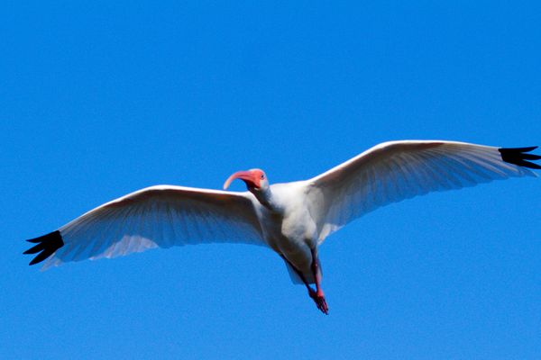 Ibis in flight 2
