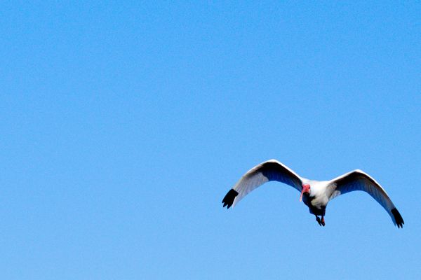 Ibis in flight